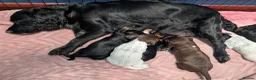 Cocker Spaniel dogs for sale: Gorgeous working cocker pups 1 Girl available  - Advert 8