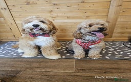 Labradoodle dogs for sale: Multigenerational Miniature Labradoodles - Image 5