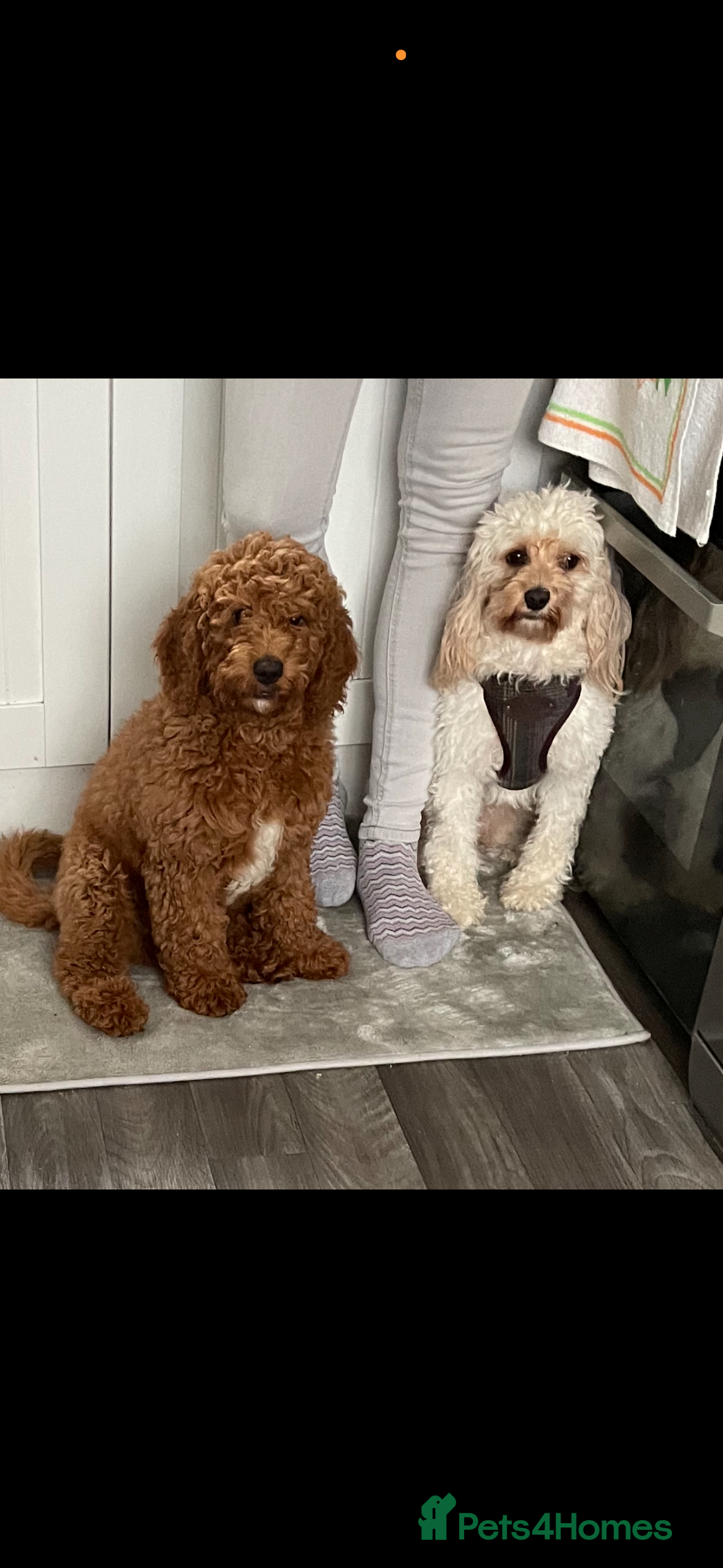 Cavapoo dogs 2 cavapoos needing to be rehomed together  - Advert 3