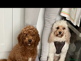 Cavapoo dogs 2 cavapoos needing to be rehomed together - Advert 5
