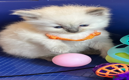 Ragdoll cats for sale: GCCF registered ChampionBloodline 5GENpedigree BSH - Image 24