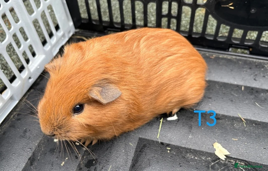 Guinea Pig rodents for sale: Baby Californian guinea pigs for sale  - Advert 6