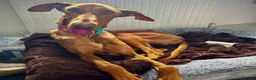 Mixed Breed dogs for adoption: Robbie - Spanish Podenco - Advert 7