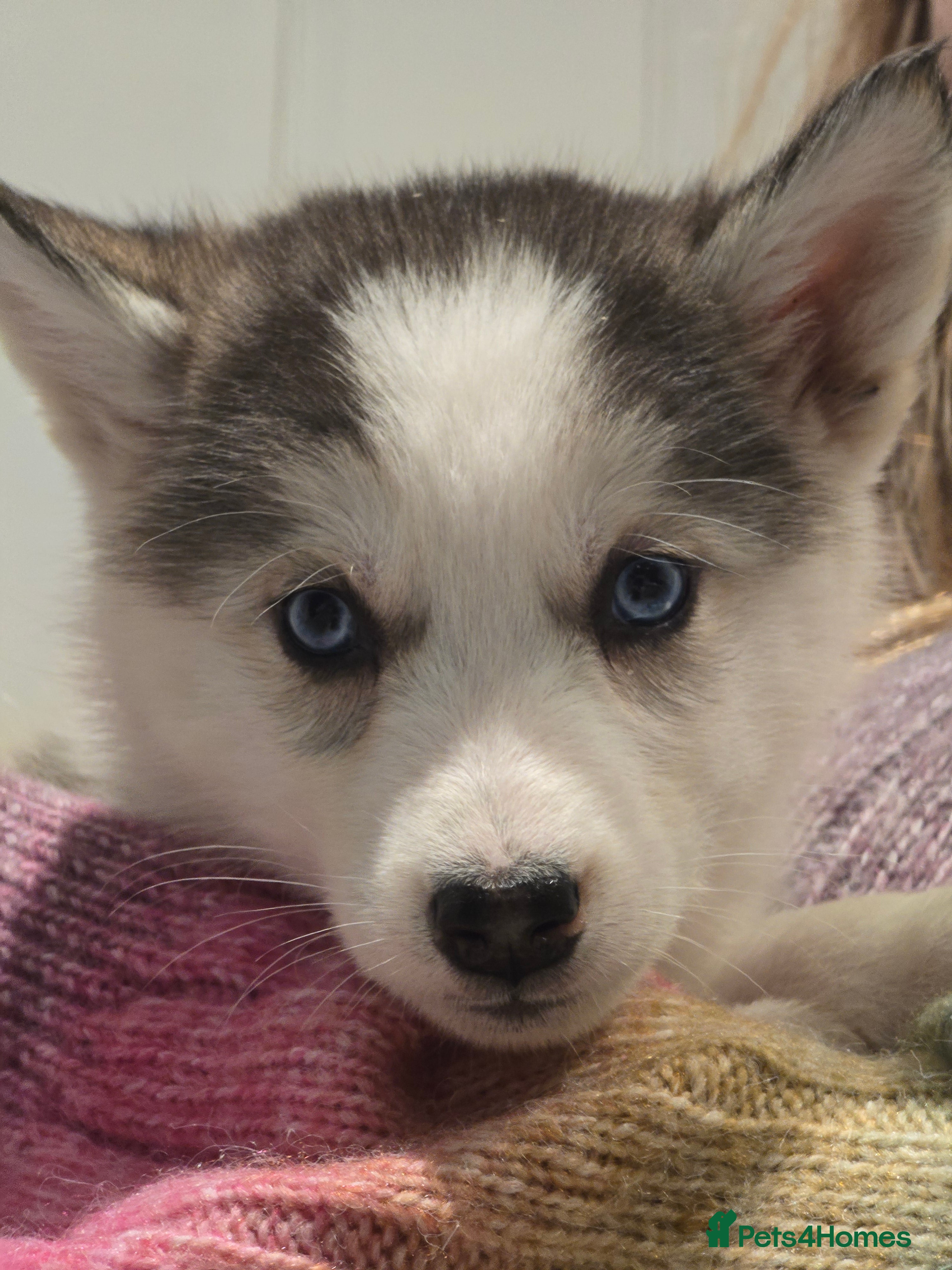 Siberian Husky dogs Ready Now last 2 girls left in litter - Advert 1