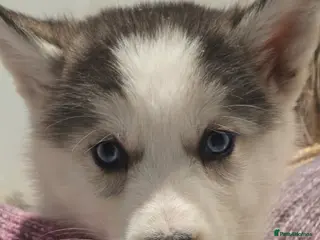 Siberian Husky dogs Ready Now last 2 girls left in litter - Advert 1