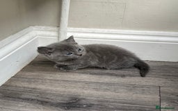 Mixed Breed cats for sale: Very friendly beautiful fluffy kittens  - Image 2