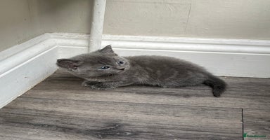 Mixed Breed cats - Advert 3