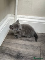 Mixed Breed cats - Advert 1