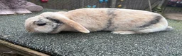 Mini Lop rabbits for sale: Female mini lop  - Advert 2
