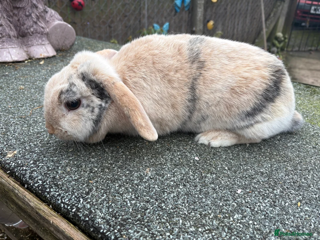 Mini Lop rabbits for sale: Female mini lop  - Advert 2