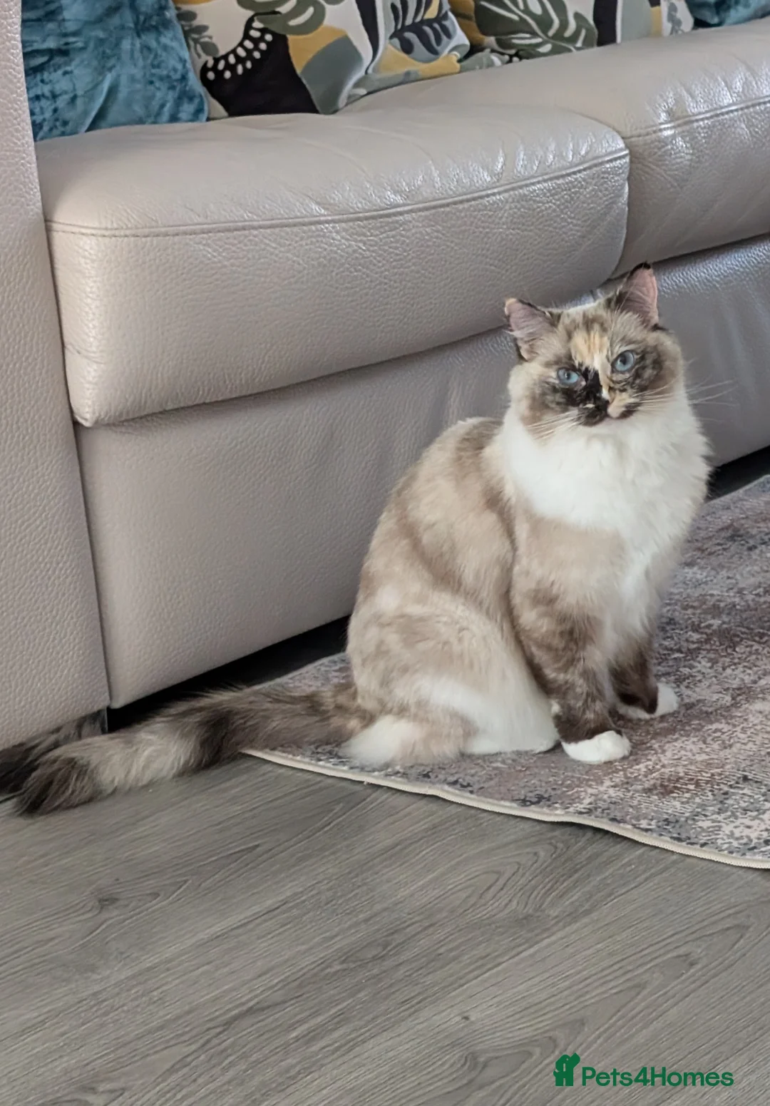 Ragdoll cats for sale: GCCF Active Female Ragdoll - Advert 2