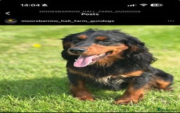 Sprocker dogs for sale: Beautiful Sprocker puppies  - Image 18