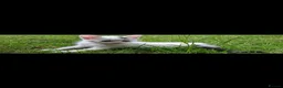 British Shorthair cats for sale: Adorable Kittens Looking for Their  Homes! - Advert 15