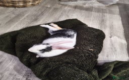 Mixed Breed rabbits for sale: Beautiful hand reared rabbit  - Advert 3