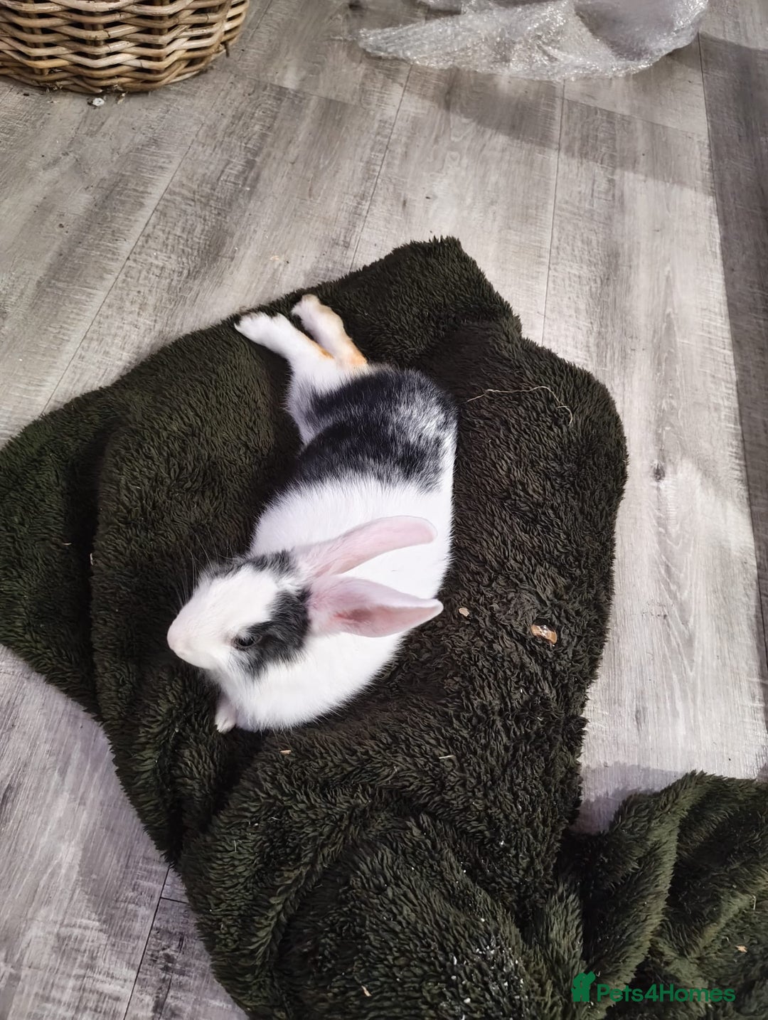 Mixed Breed rabbits for sale: Beautiful hand reared rabbit  - Advert 3