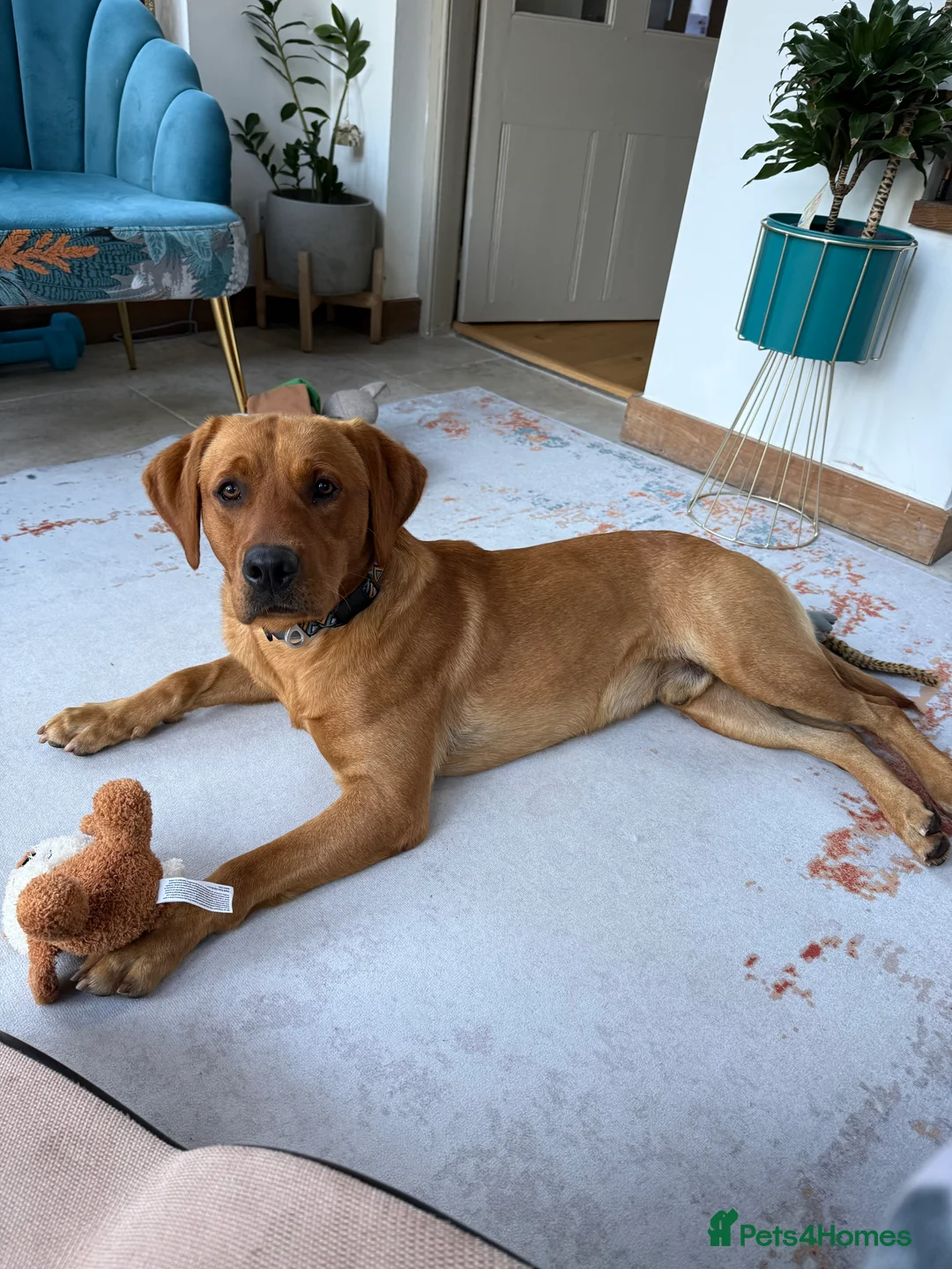 Labrador Retriever dogs for sale: Ex working Fox Red Labrador - Stanley - Advert 7