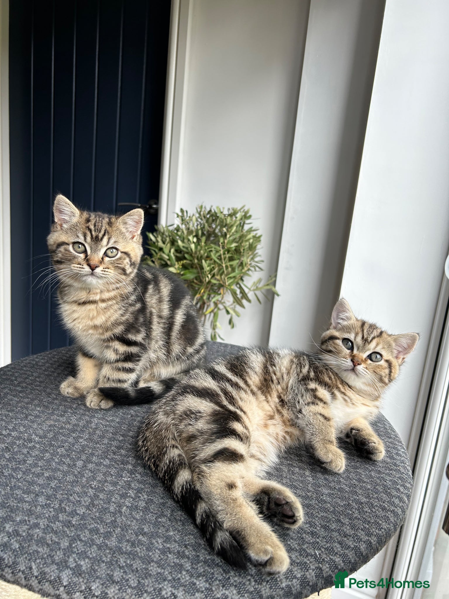 Mixed Breed cats Looking for a family! - £800 for both kittens - Advert 4