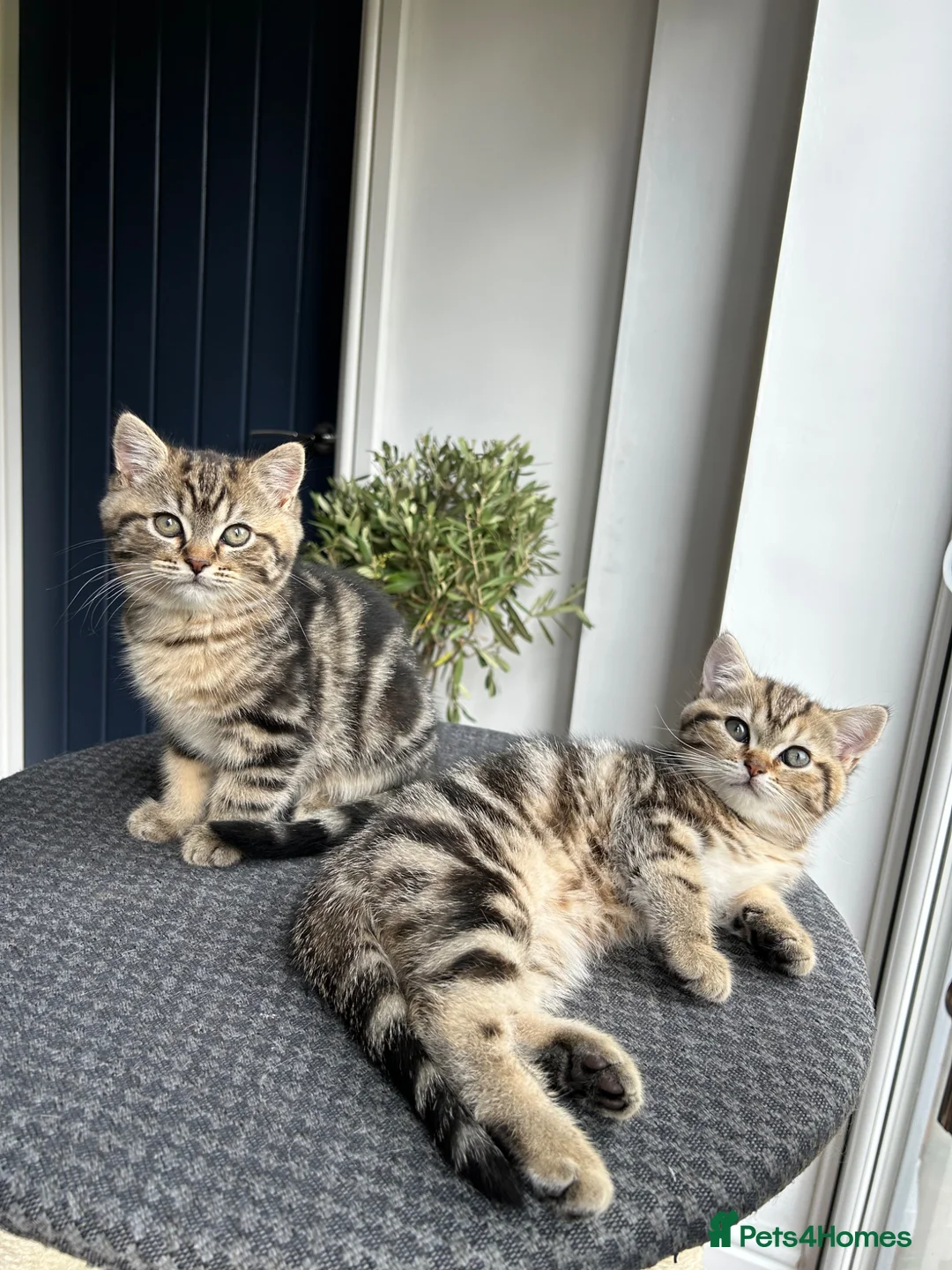 Mixed Breed cats for sale: Looking for a family! - £800 for both kittens - Advert 1