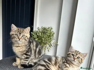 Mixed Breed cats Looking for a family! - £800 for both kittens - Advert 1