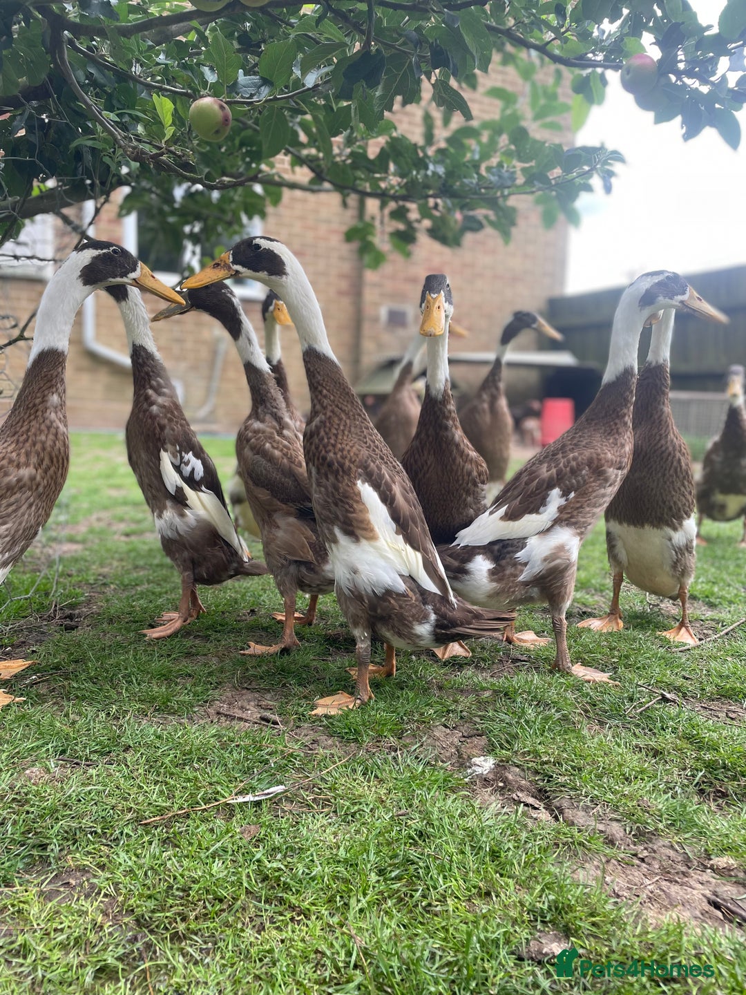 Ducks poultry for sale: Stunning fawn and white runner ducks  - Image 2