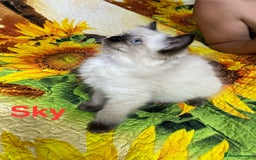Ragdoll cats for sale: 🐈❤️5 Pure Ragdolls Waiting for Loving Family❗️❤️ - Image 18
