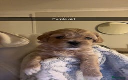 Shihpoo dogs for sale: Shihpoo puppies looking for homes - Image 10