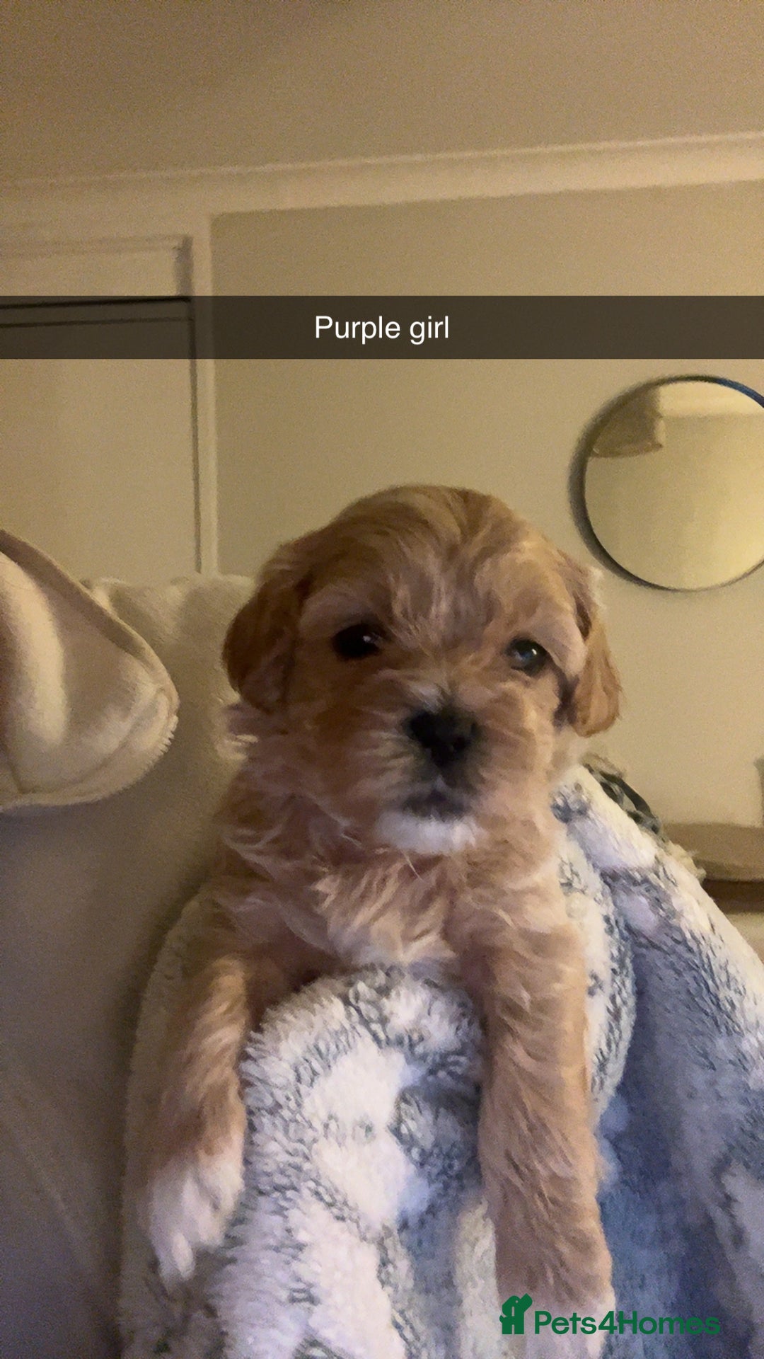 Shihpoo dogs for sale: Shihpoo puppies looking for homes - Image 10