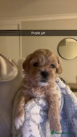 Shihpoo dogs - Advert 15