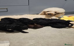 Standard Poodle dogs for sale: KC standard poodle for sale ! - Image 13