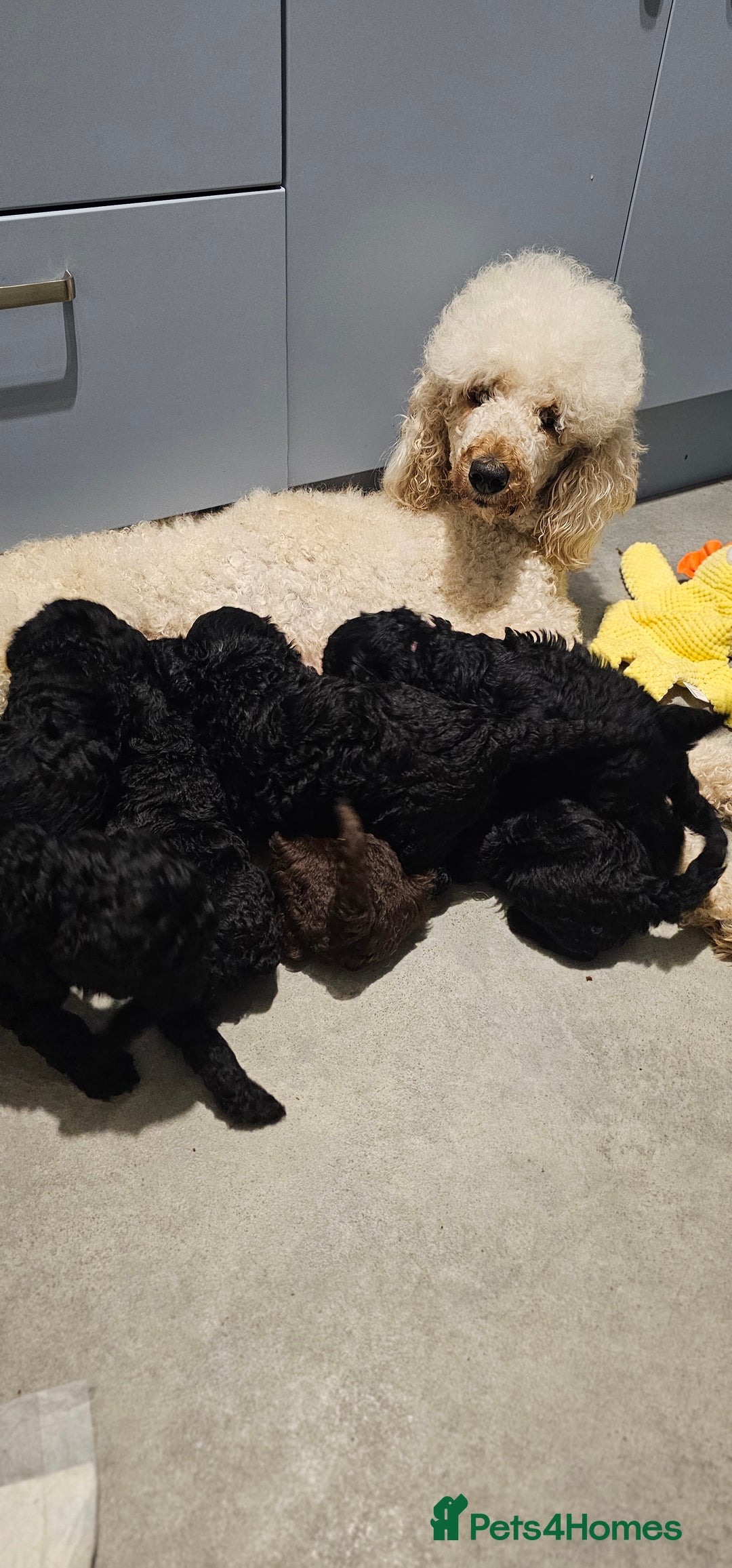 Standard Poodle dogs for sale: KC standard poodle for sale ! - Image 13