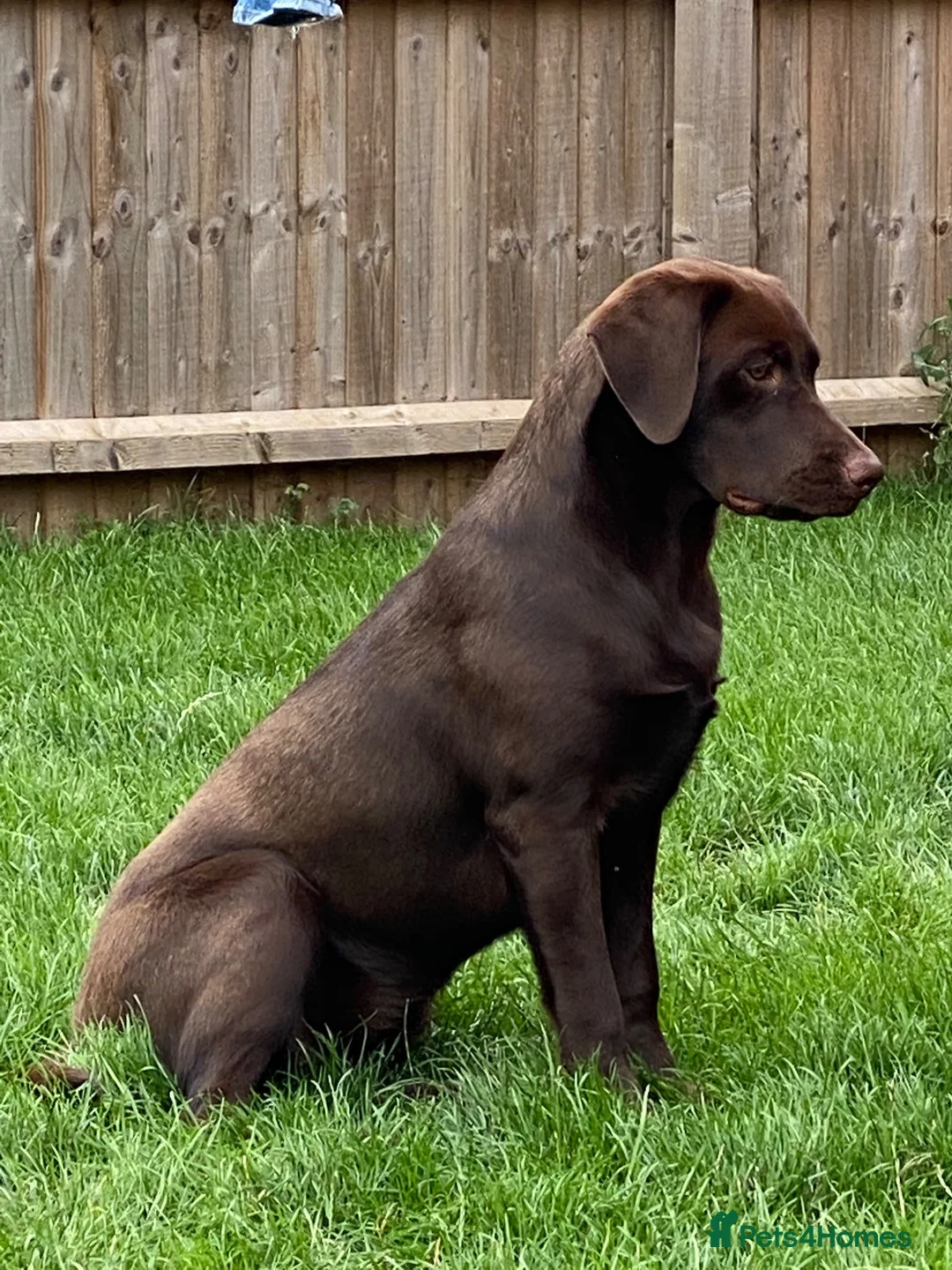 Labrador Retriever dogs for sale: 🤎 3-Year-Old Chocolate Labrador female  - Advert 6