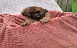 German Shepherd dogs for sale: Stunning blue and sable GSD puppies - Image 12