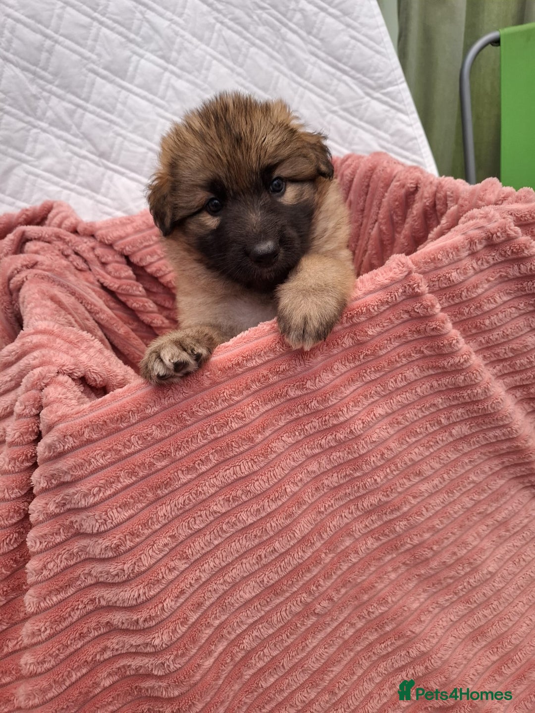 German Shepherd dogs for sale: Stunning blue and sable GSD puppies - Image 12