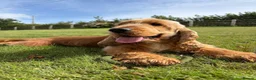 Cocker Spaniel dogs for stud: Health tested clear stud  - Advert 1