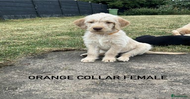 Labradoodle dogs - Advert 6