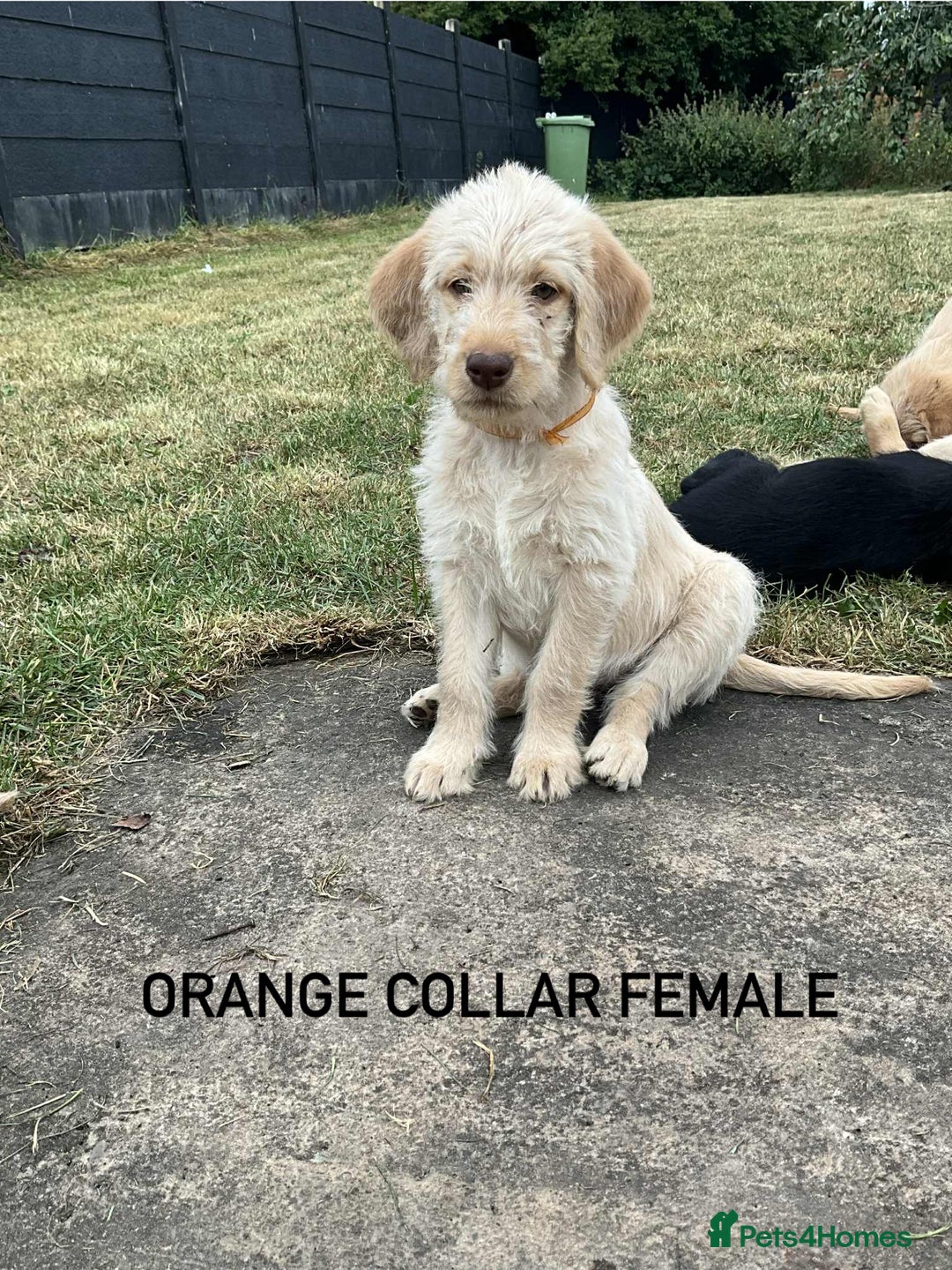 Labradoodle dogs for sale: Labradoodle  - Image 2