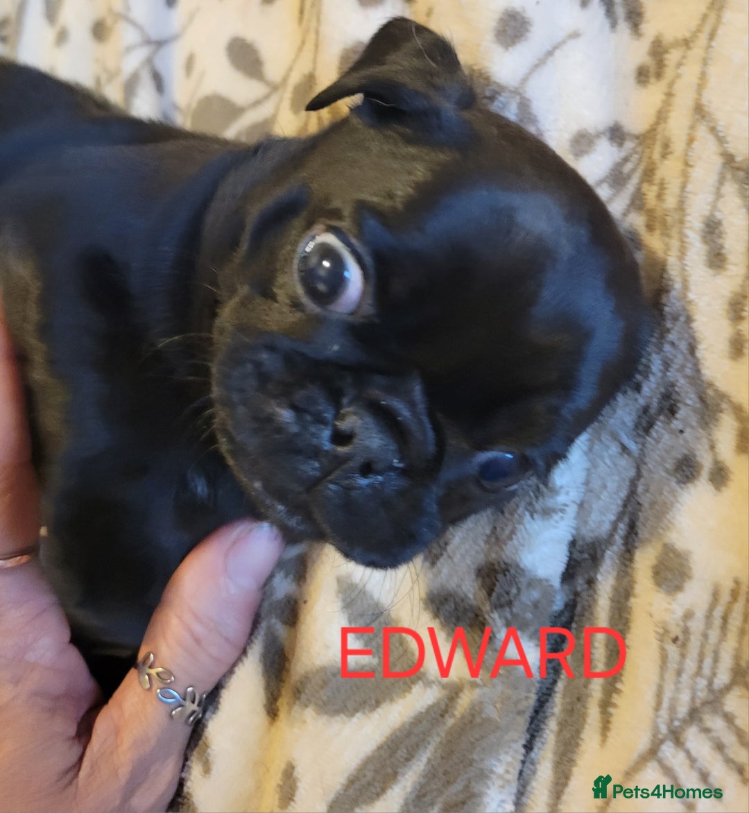 Pug dogs for sale: Gorgeous pug puppies for sale - Advert 3