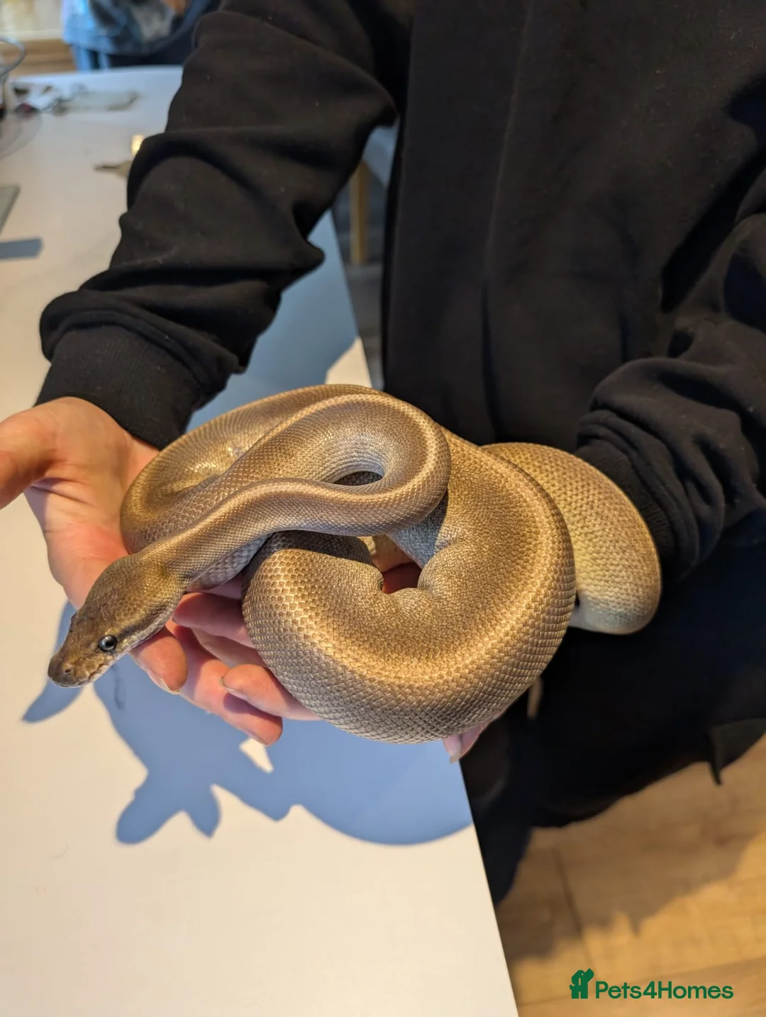 Python Snake reptiles for sale: Churro ✨️ Cinnamon Ball Python in Deal - Advert 2