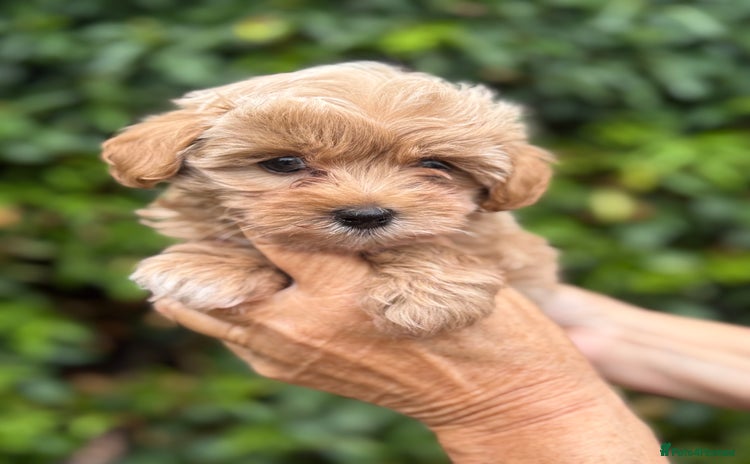 Maltipoo dogs - Advert 7