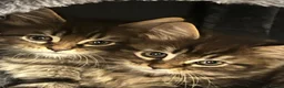 Maine Coon cats for sale: Our Maine coon kittens in Weston-super-Mare - Advert 11