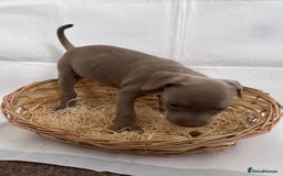 American Bully dogs for sale:  Medium Bully Puppies–XL are banned, these are NOT - Image 22