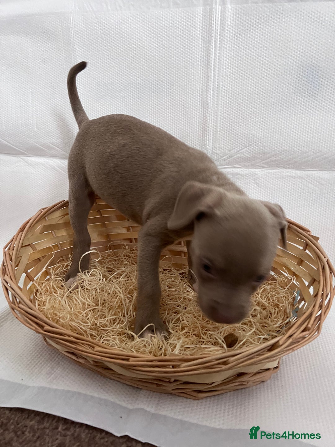 American Bully dogs for sale:  Medium Bully Puppies–XL are banned, these are NOT - Image 22