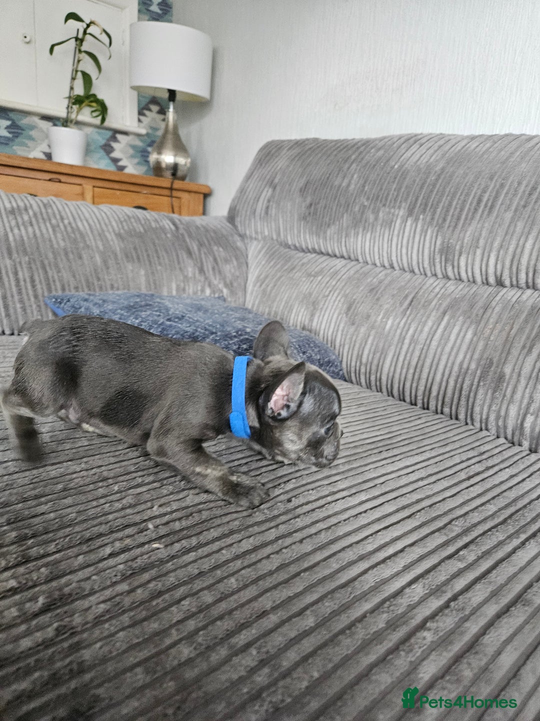 French Bulldog dogs for sale: Gorgeous frenchie pups  - Image 17