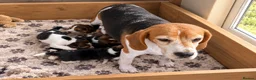 Beagle dogs for sale: 4 outstanding beagle pups  - Advert 3