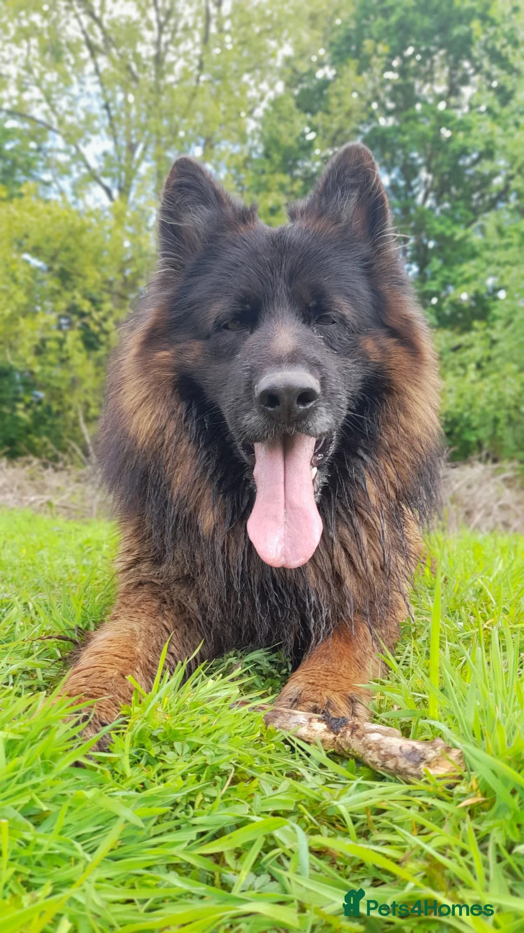 German Shepherd dogs for sale: German Shepherd looking for a loving forever home - Advert 3