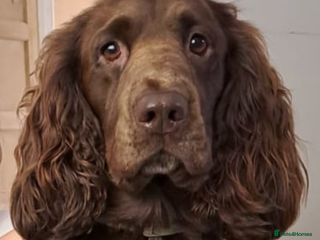 Cocker Spaniel dogs Cocker Spaniel for Stud - Advert 10