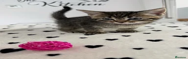 Kitten 4