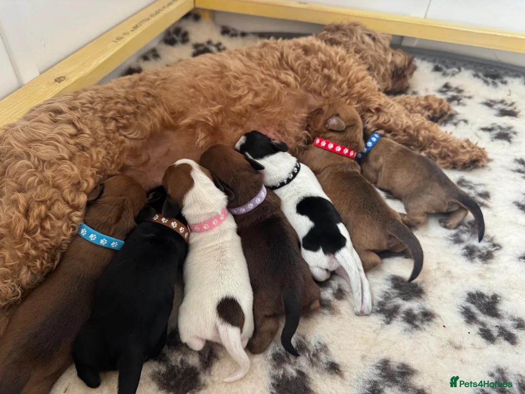 Mixed Breed dogs for sale: Doxipoo’s  - Advert 14