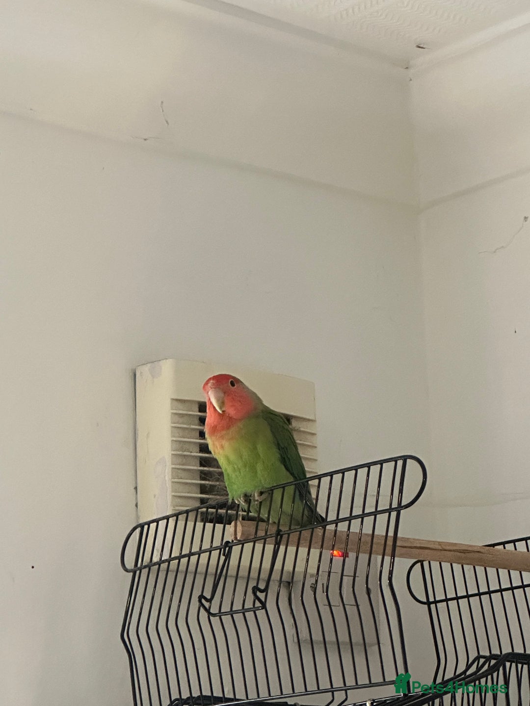 Lovebirds birds for sale: Blue and green female lovebird - Image 4