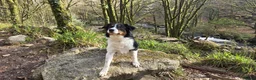 Border Collie dogs for adoption: CHARLIE - COLLIE - FOR ADOPTION IN CORNWALL/DEVON - Advert 6